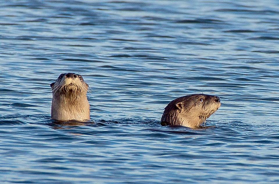 River Otters