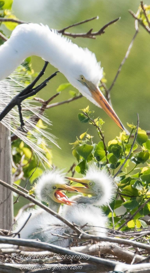 Great Egret