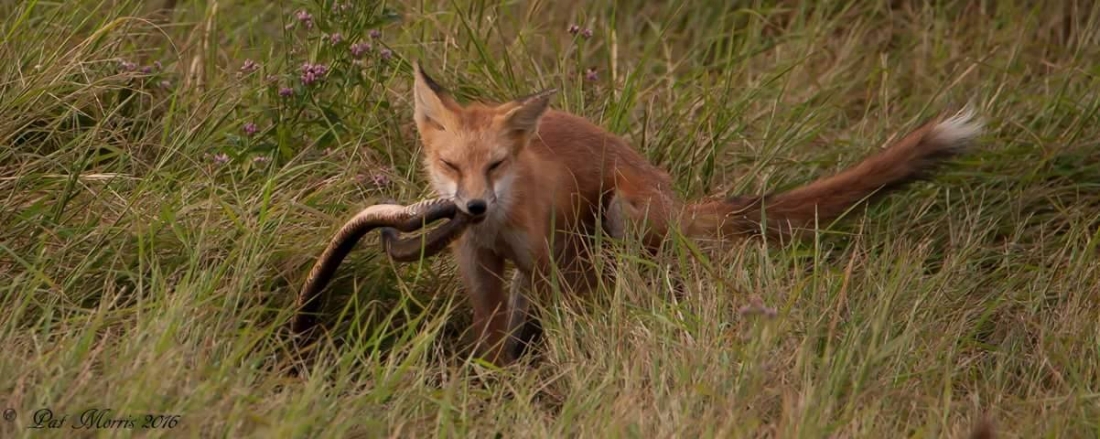 Red Fox