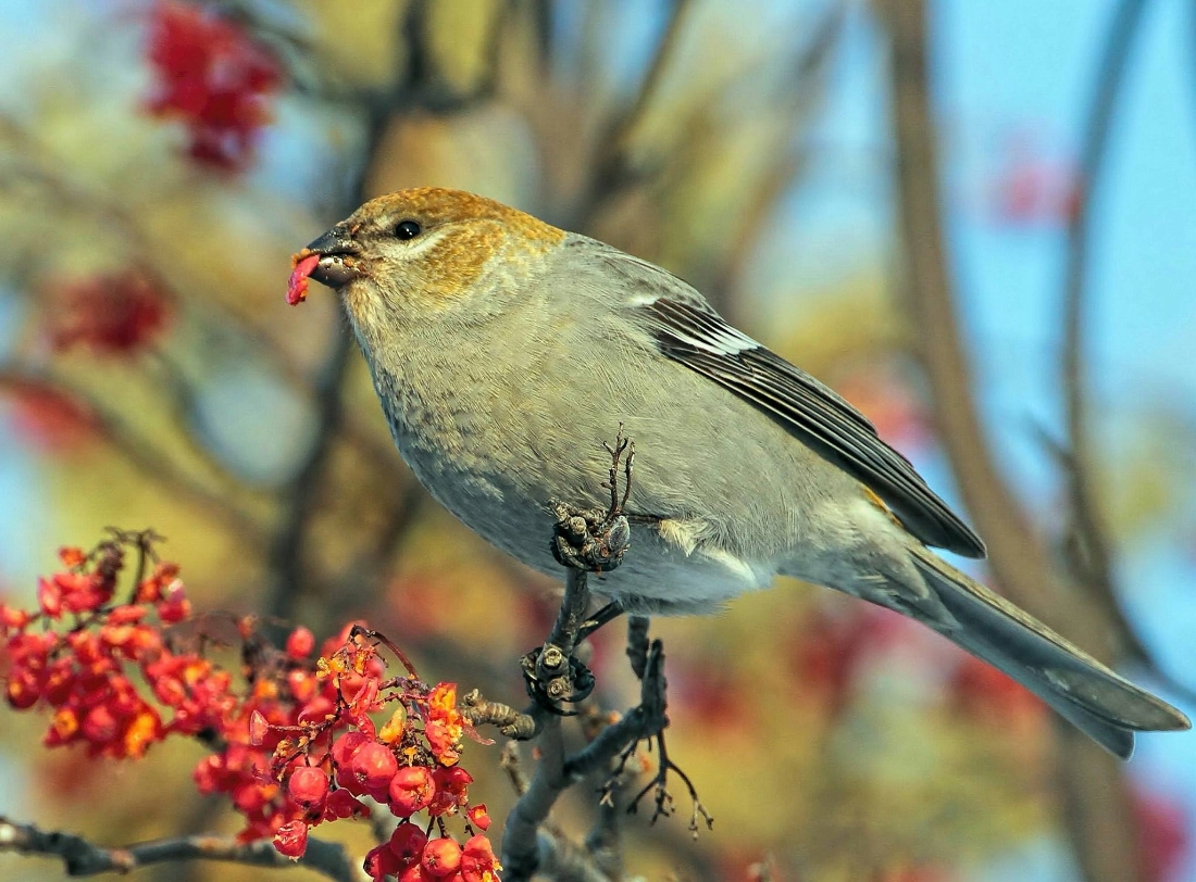 Pine Grosbeak