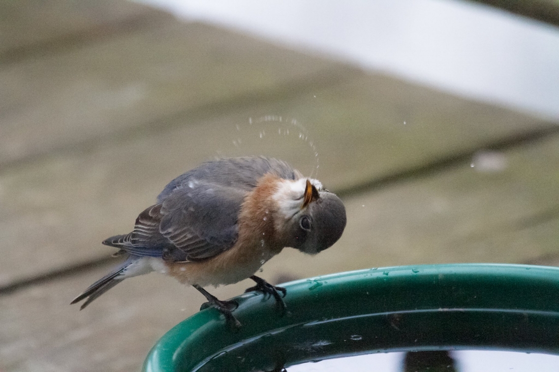 Eastern bluebird