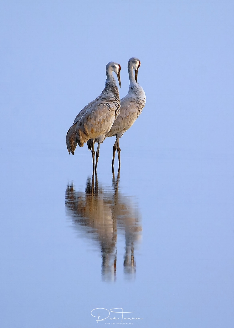 Sandhill cranes