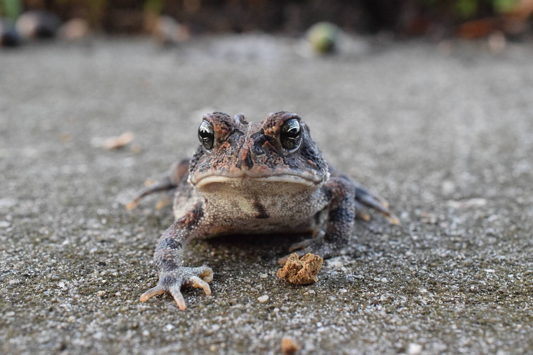 Southern toad