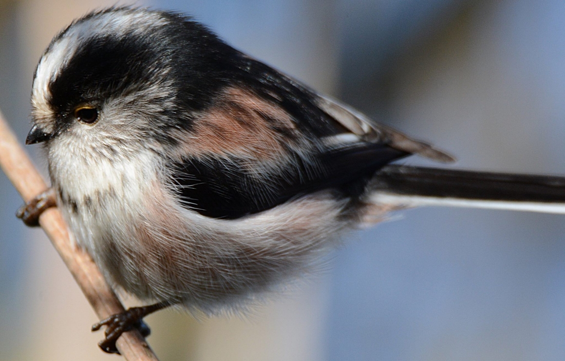 Long-tailed tit