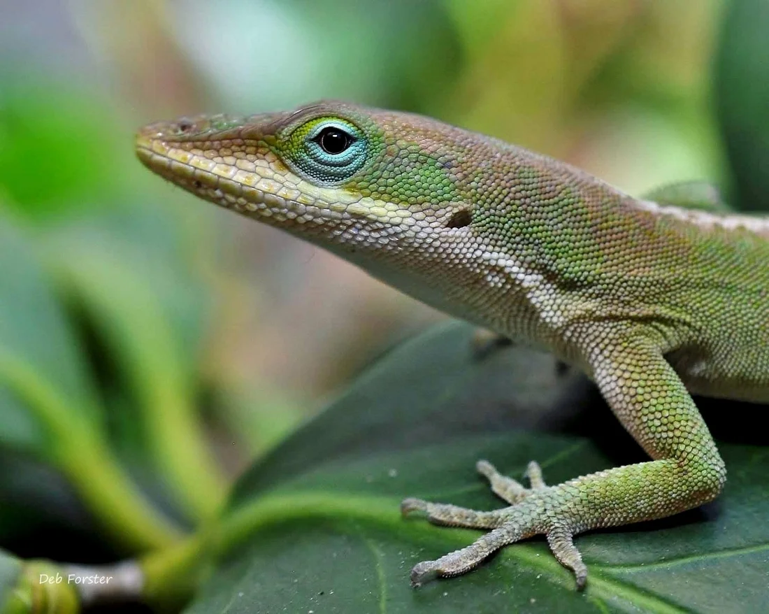 Green anole lizard