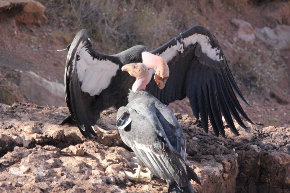 California condors