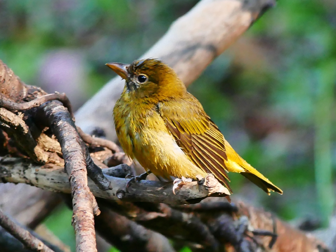 Summer tanager female