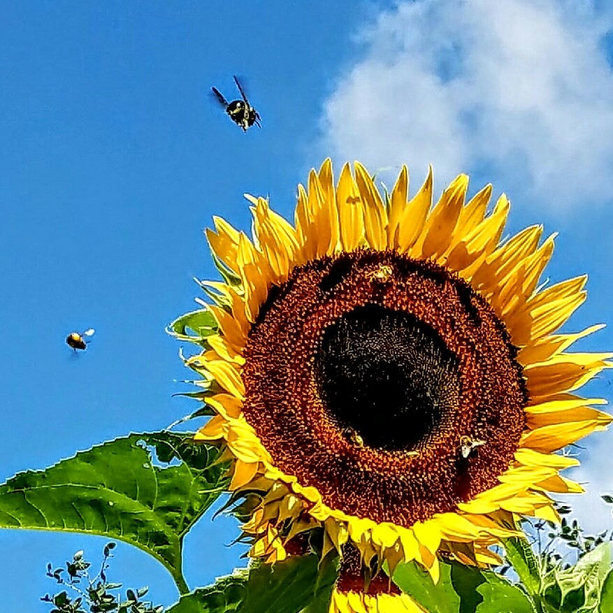 Sunflowers