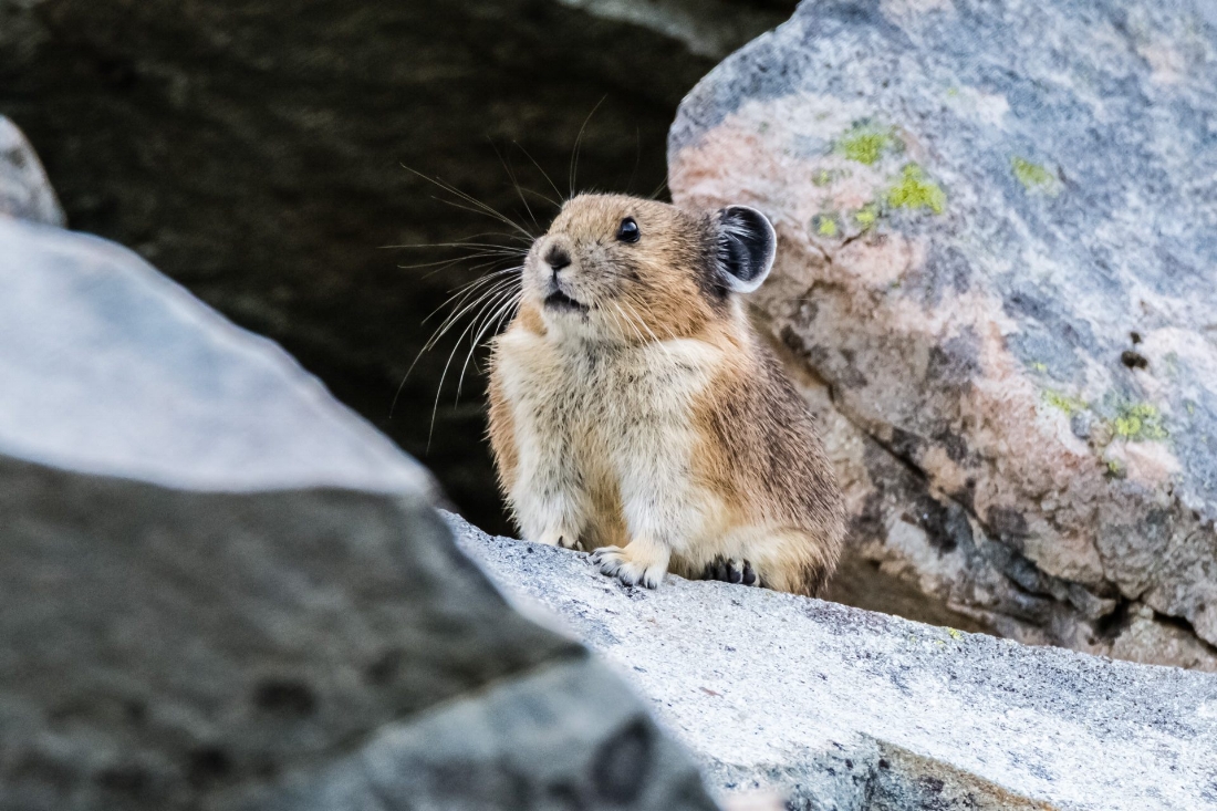 Pika