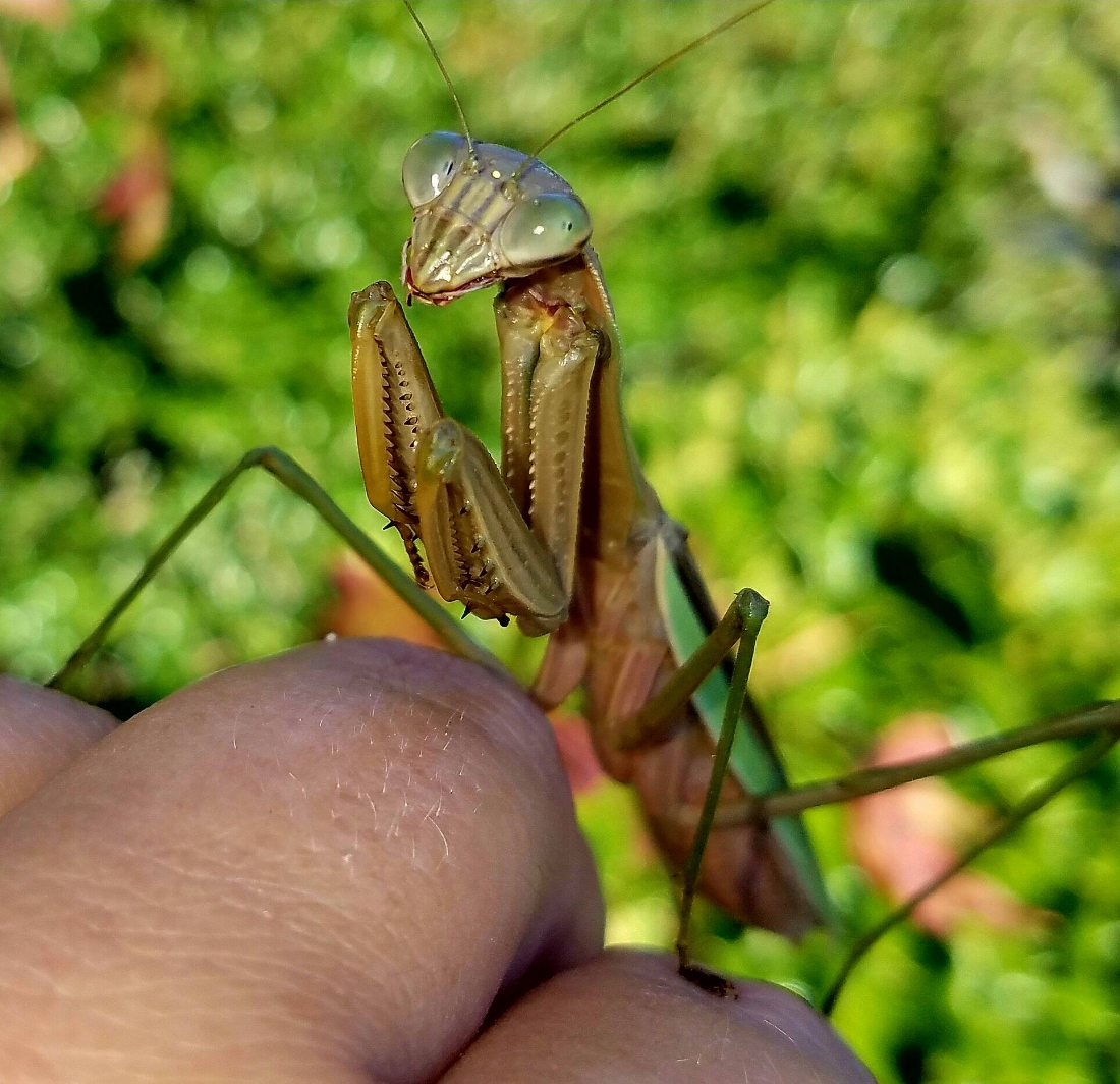 Praying mantis