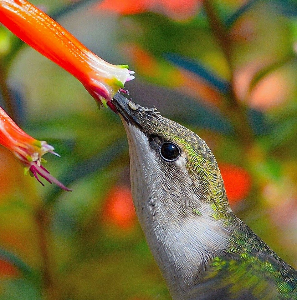 Ruby-throated hummingbird