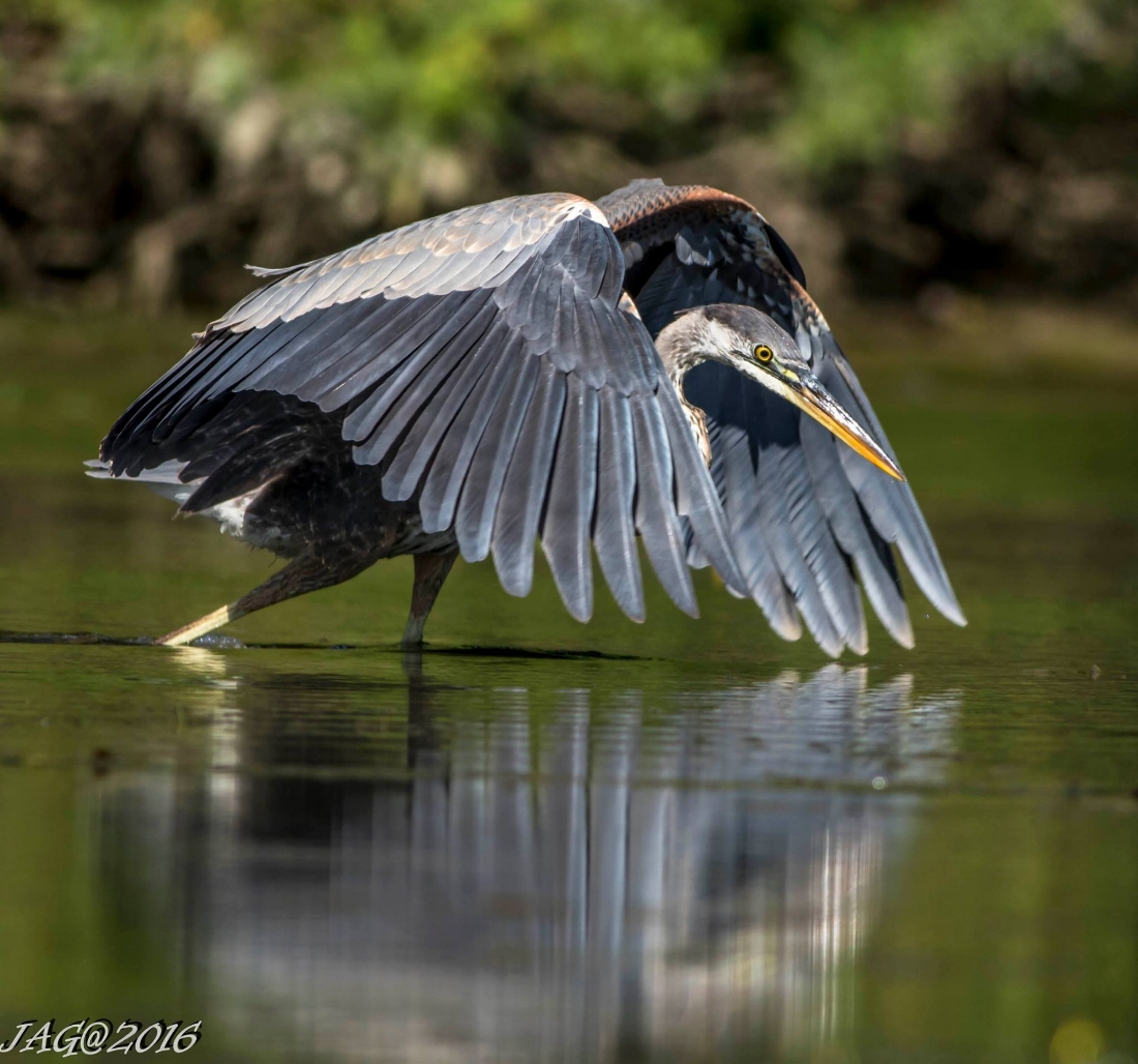 Great blue heron