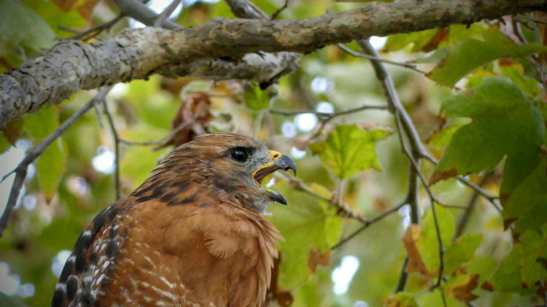 Red-shouldered hawk