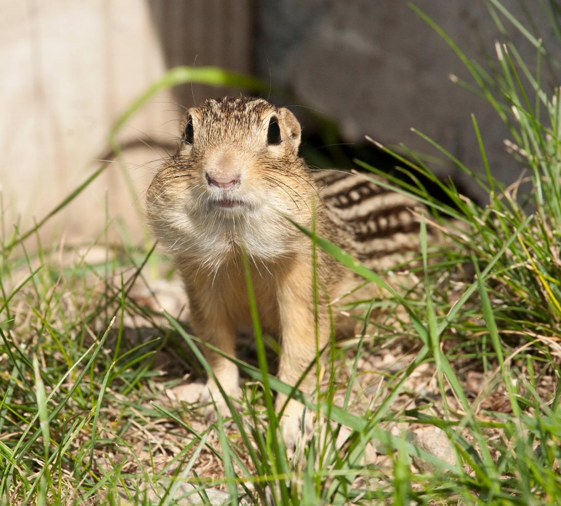 13-striped ground squirrel