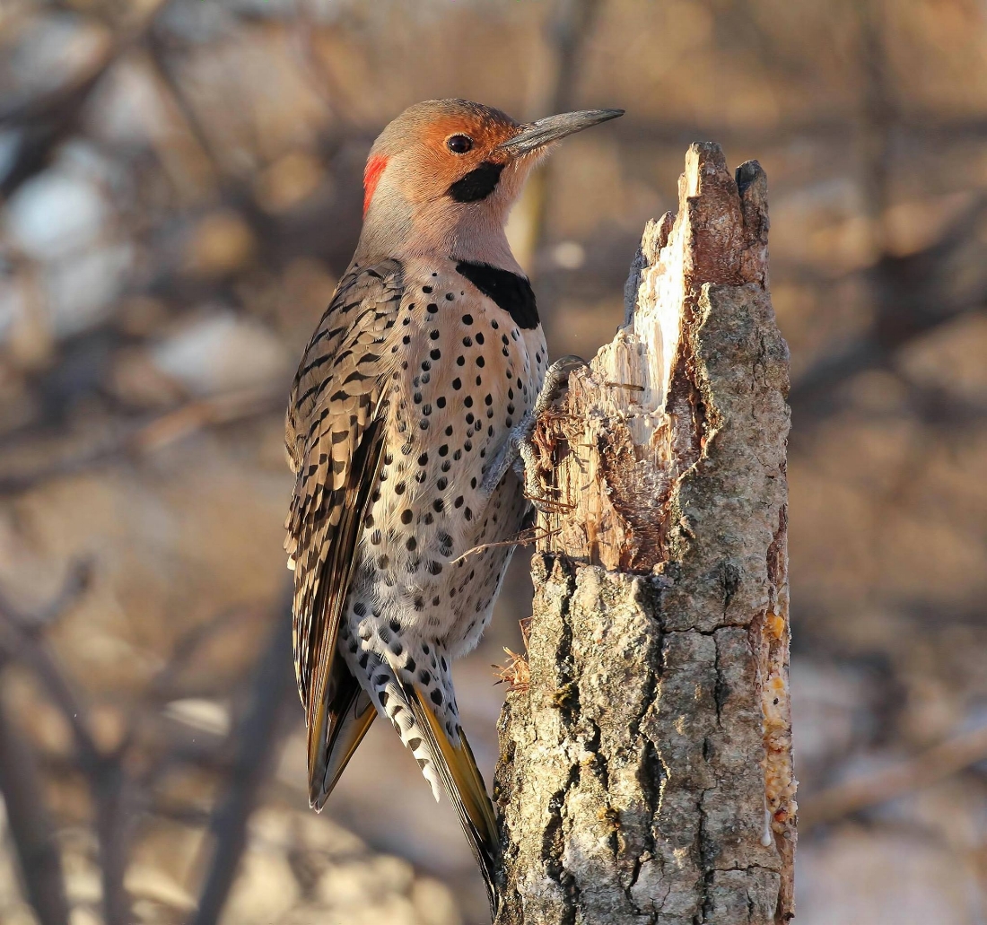 Northern flicker