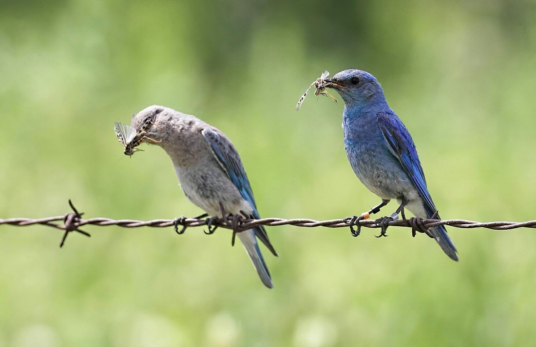 Mountain Bluebirds