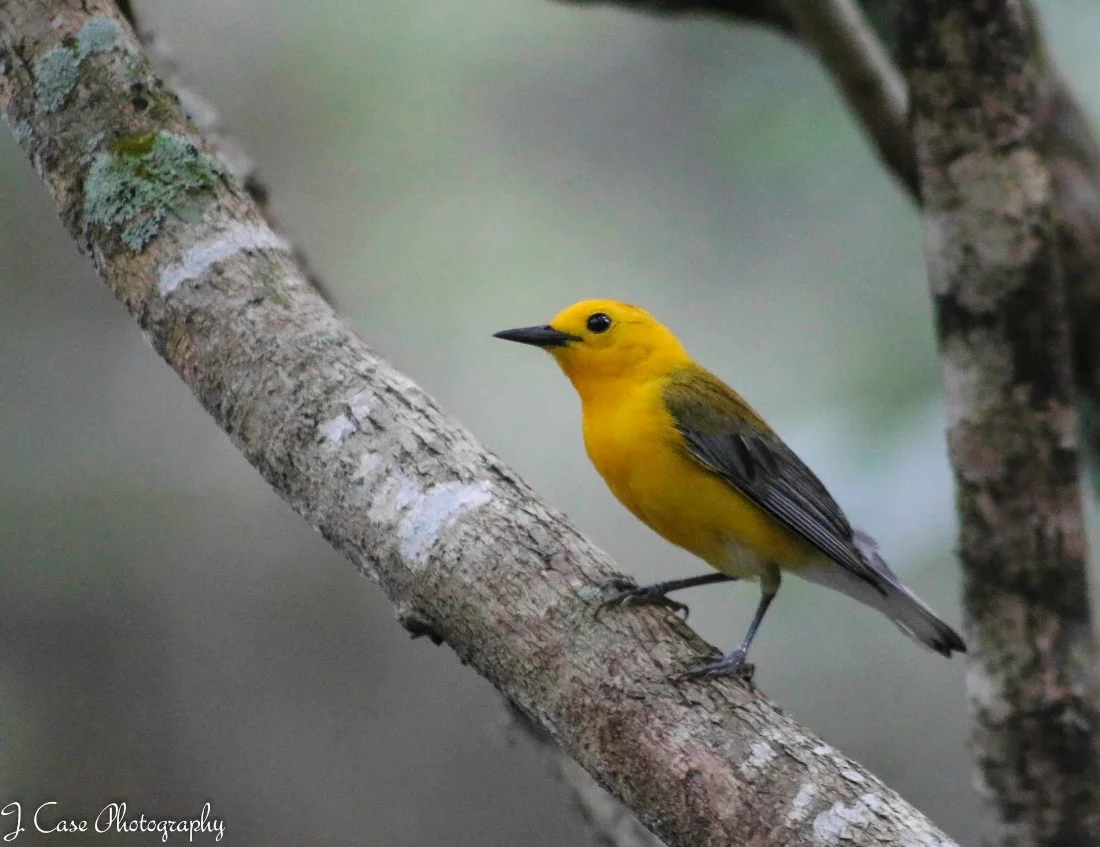 Prothonotary Warbler
