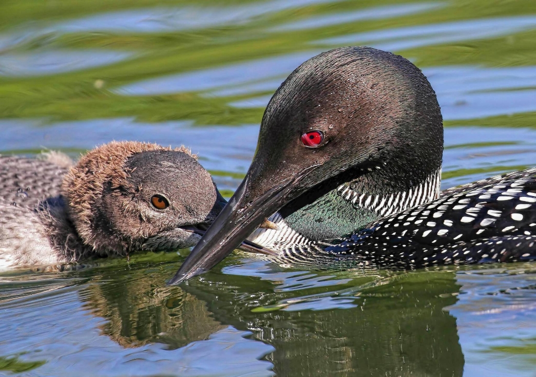 Common Loons