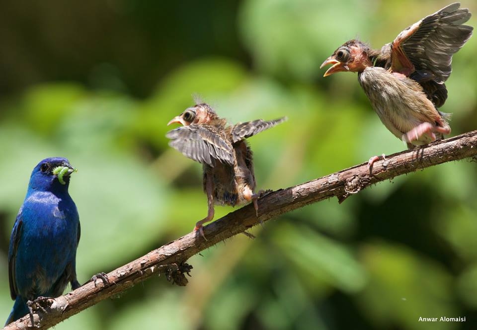 Indigo Buntings