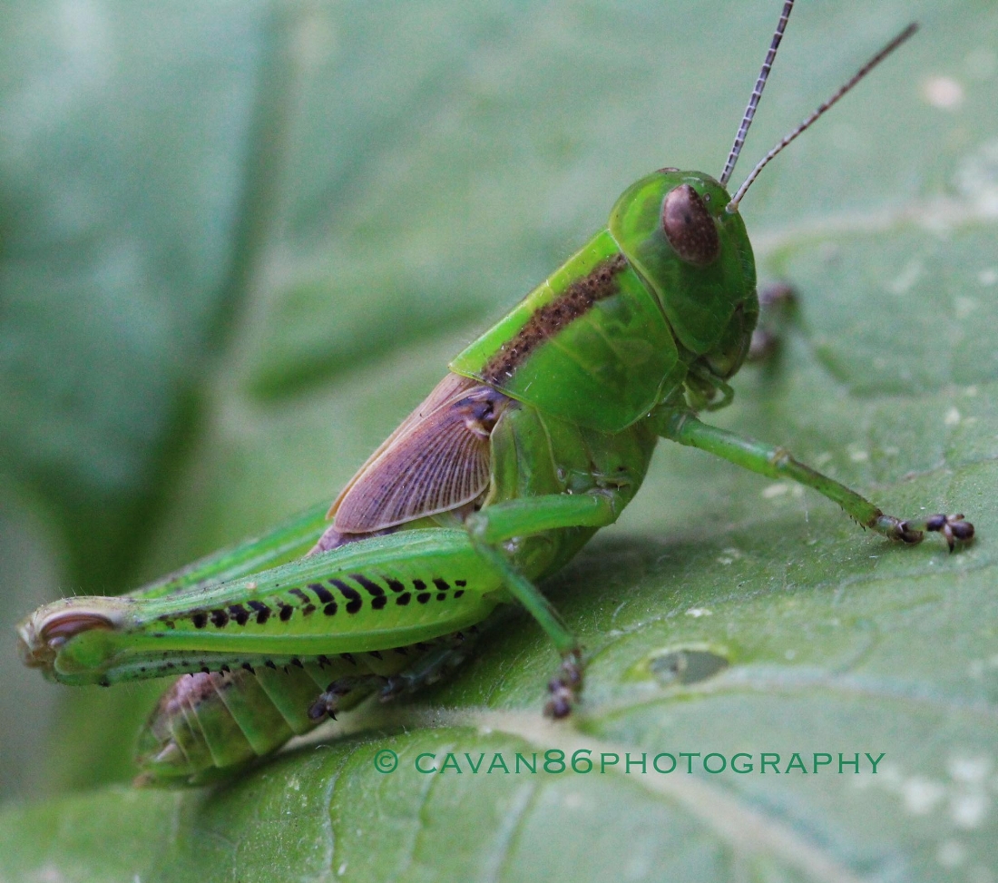 Grasshopper