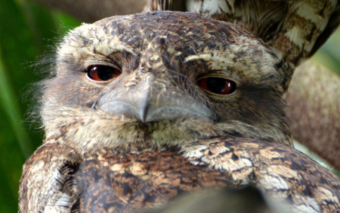 Papuan Frogmouth