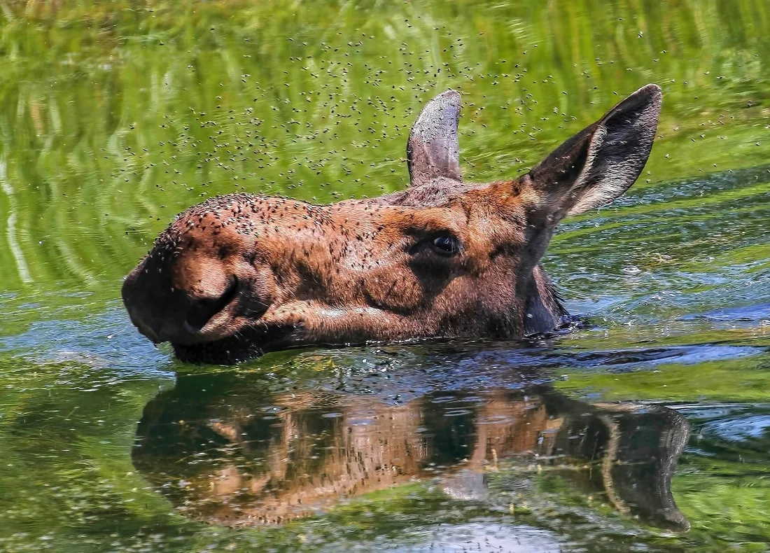 Moose