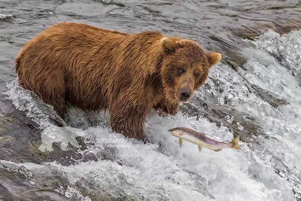 Brown Bear