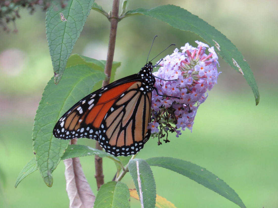 Monarch Butterfly