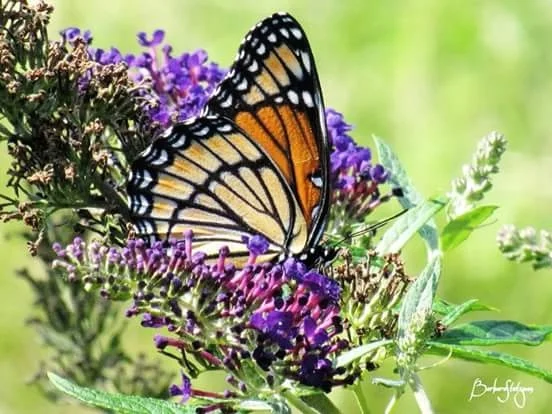 Viceroy Butterfly