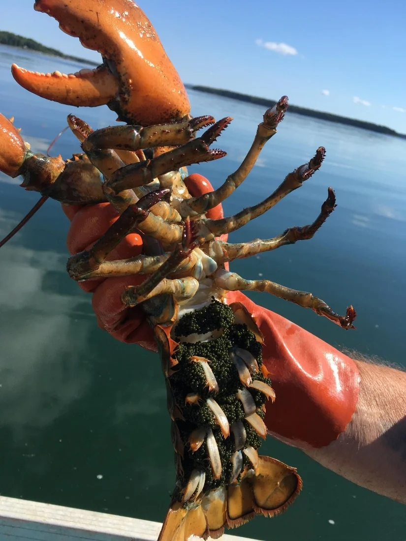 Lobster with Eggs