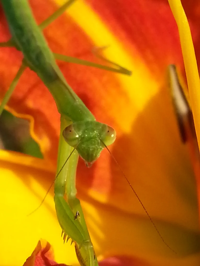 Praying Mantis