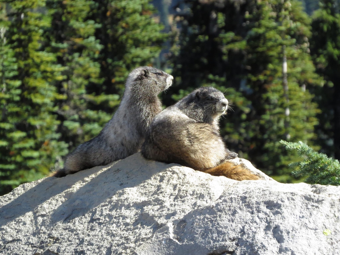 Marmots