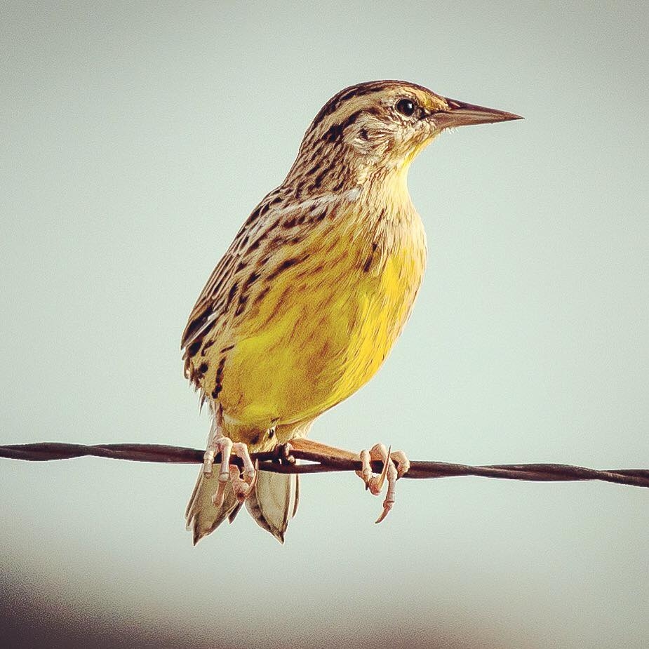 Meadowlark