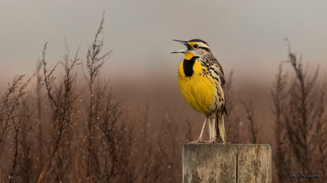 Eastern Meadowlark