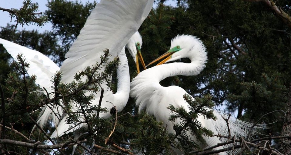 Great Egrets