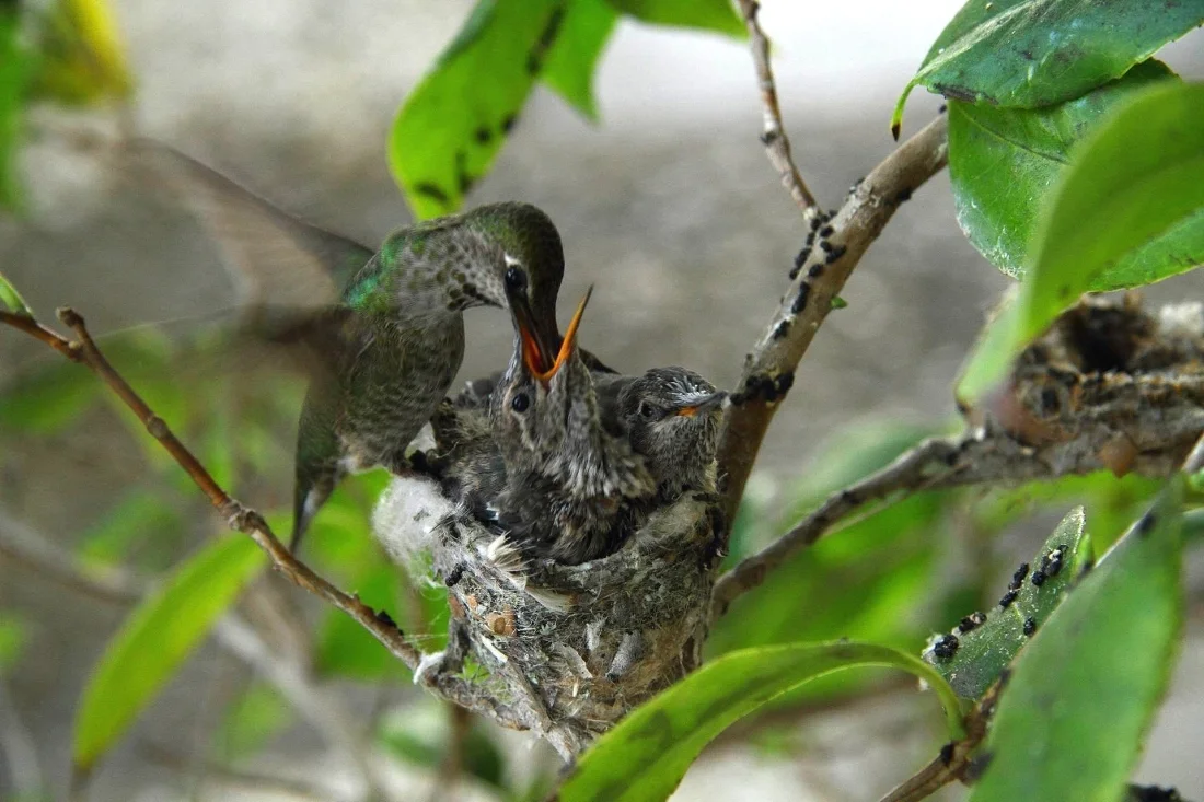 Anna's Hummingbirds