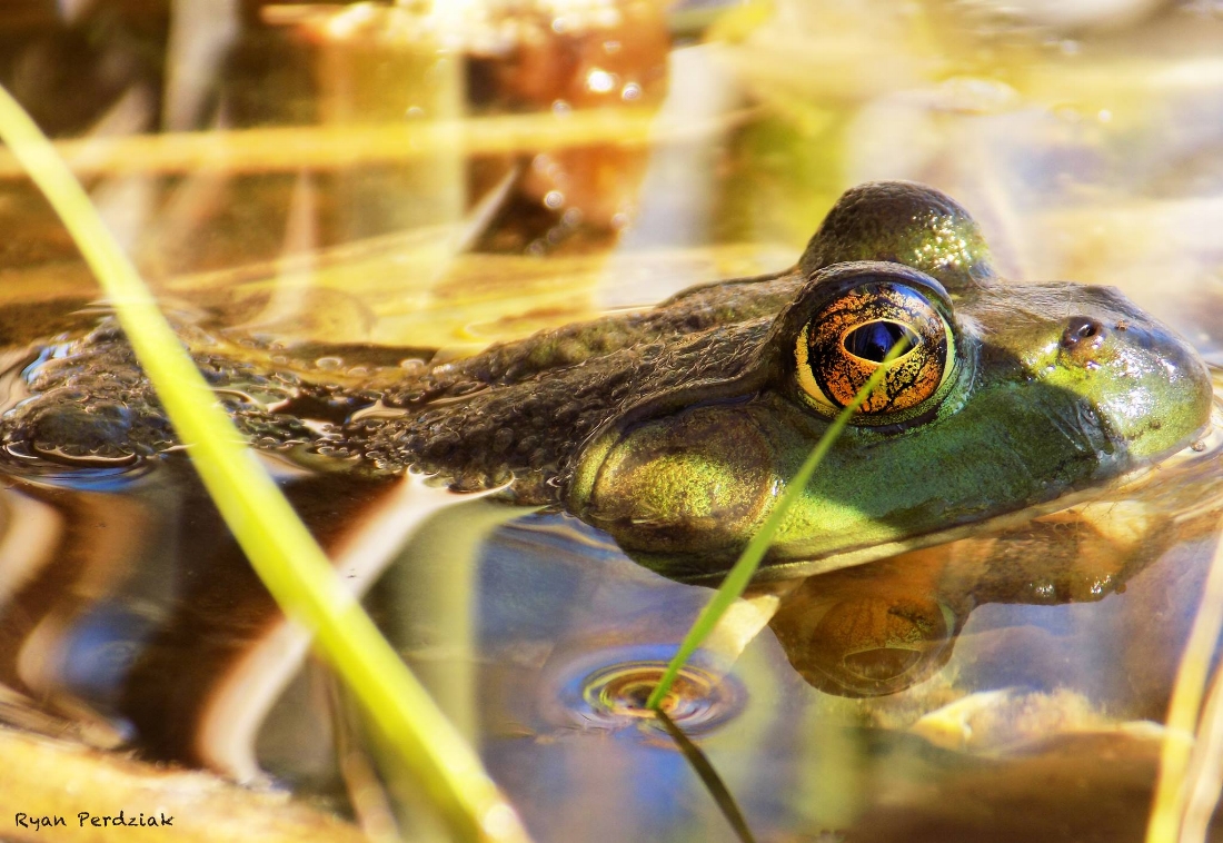 American Bullfrog