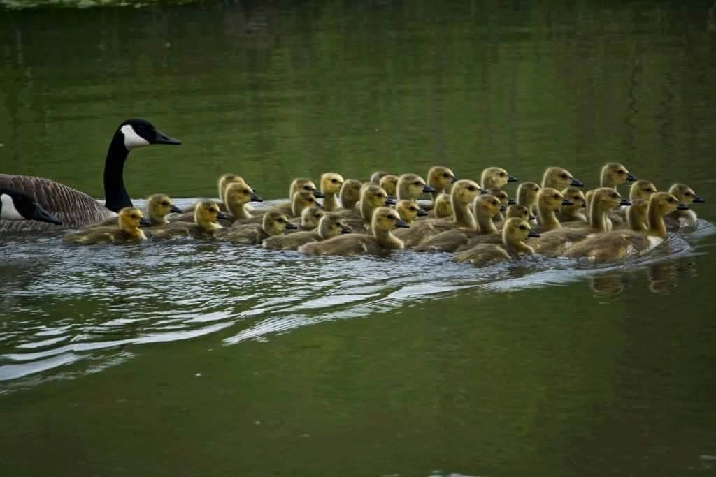 Canada Geese