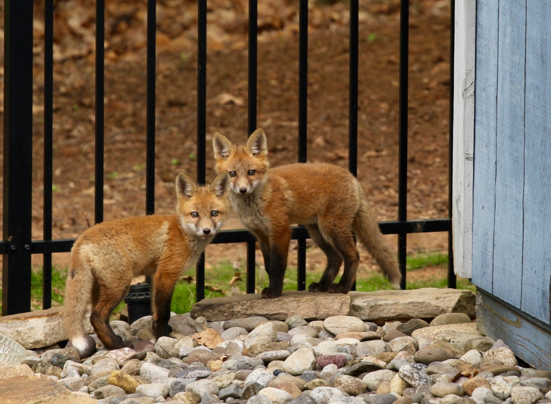 Red Foxes