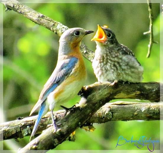 Eastern Bluebirds