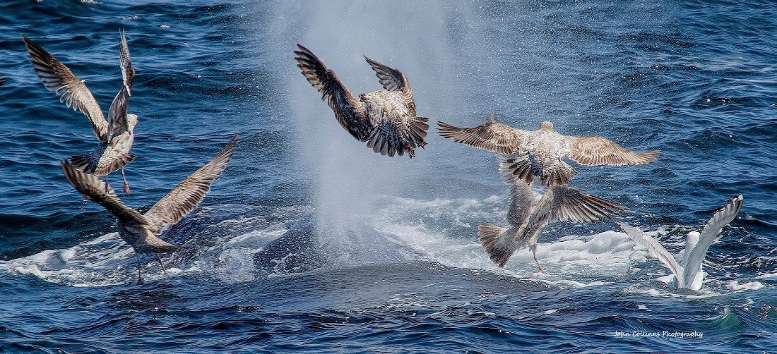 Humpback Whale