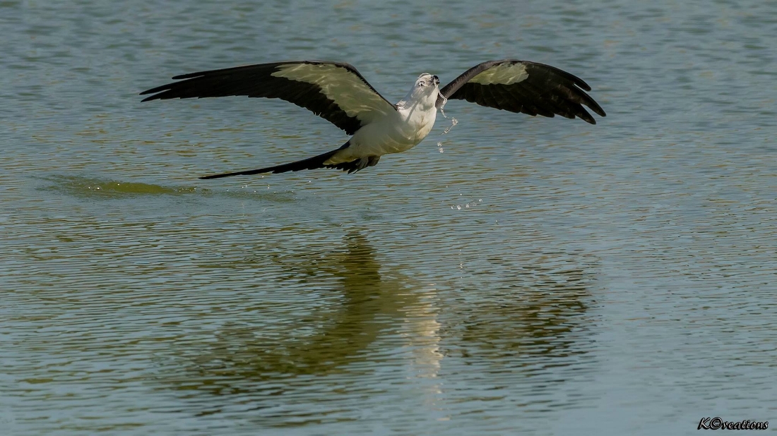 Swallow-tailed Kite