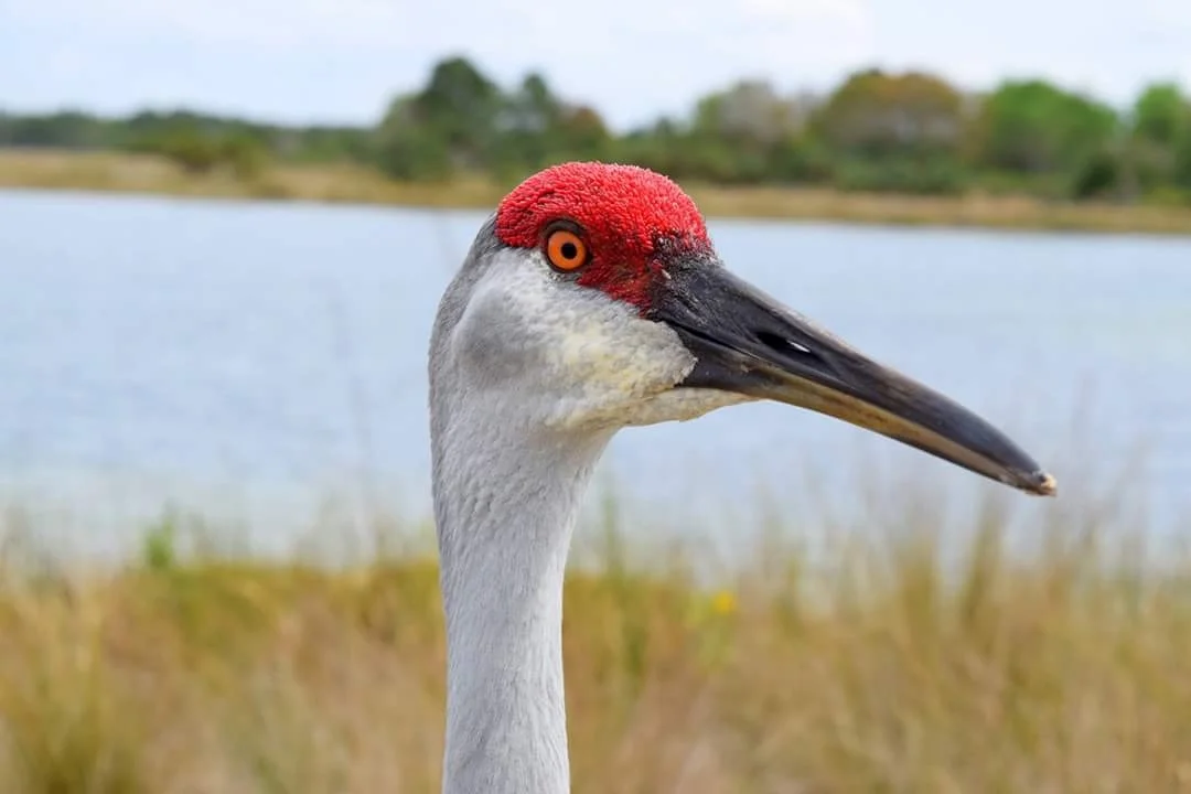 Sandhill Crane