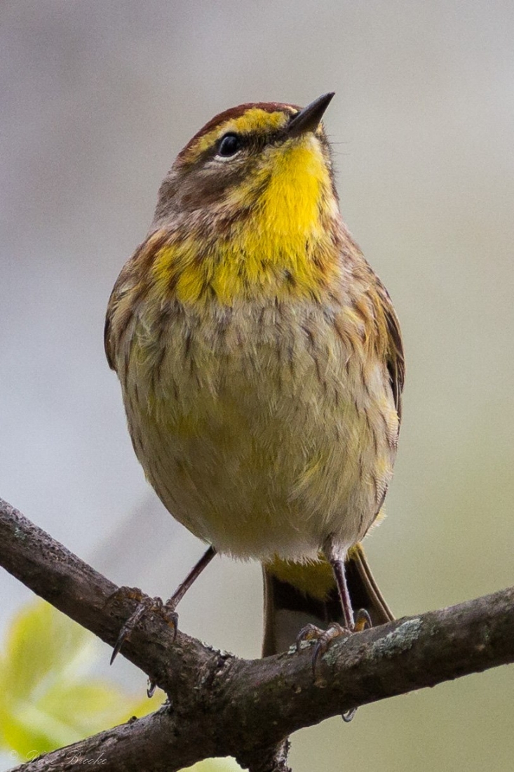 Palm Warbler