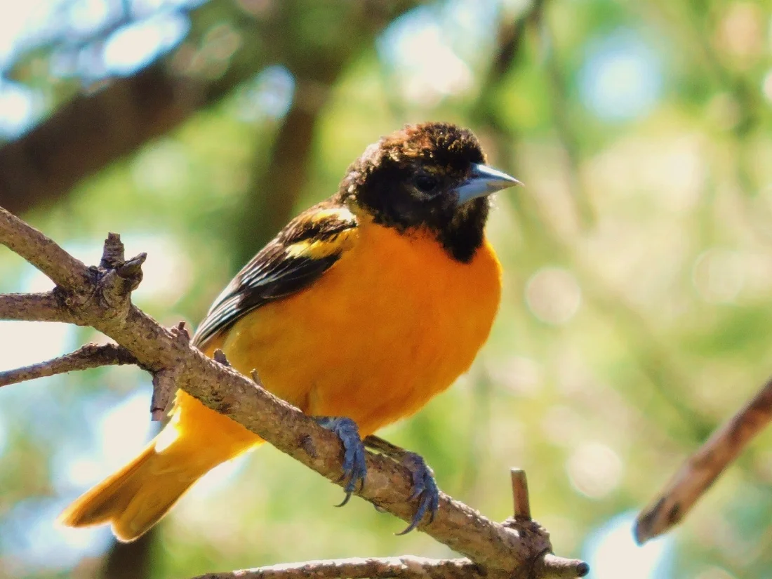 Oriole