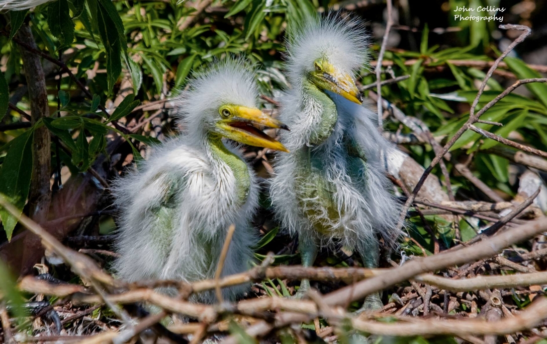 Great Egret Chicks