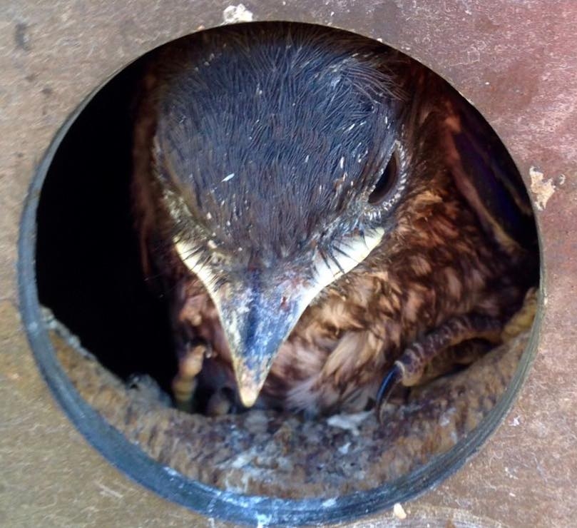 Bluebird Chick