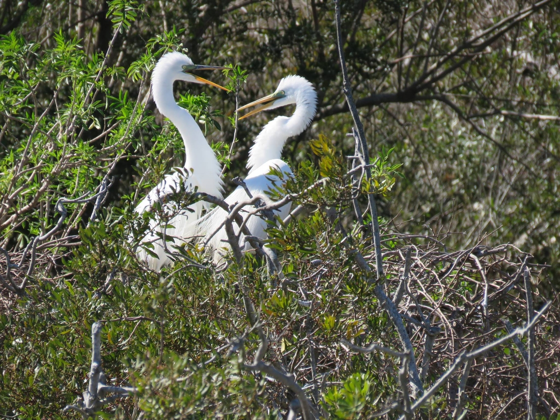 Great Egrets (right after mating)