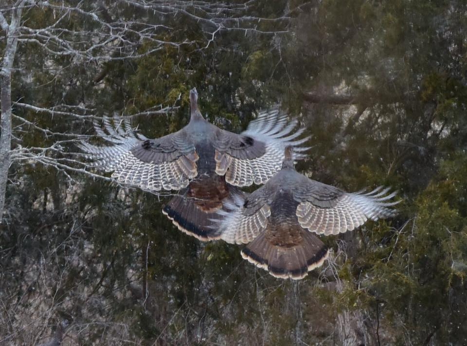 Wild Turkeys