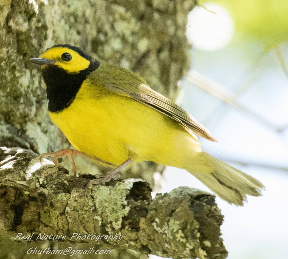 Hooded Warbler